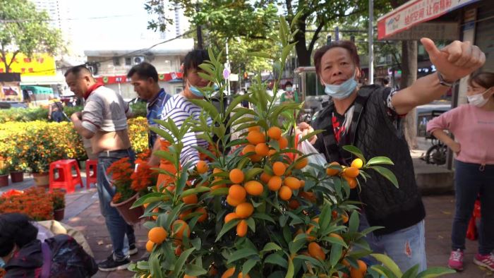 当今年的广州传统迎春花市按了下暂停键，广州市民何处觅春花？