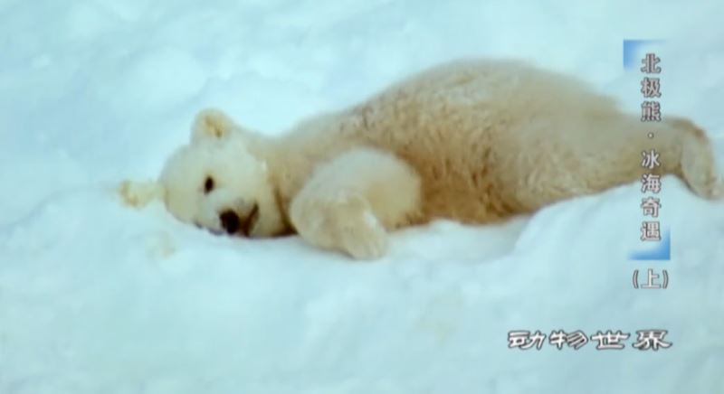《中国电视》之品读文化：国际北极熊日