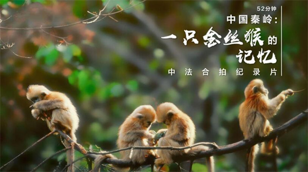 中国电视-《中国秦岭：一只金丝猴的记忆》