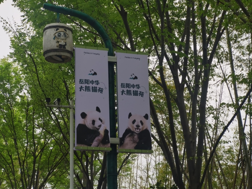 中华大熊猫苑：沉浸式感受“顶流”国宝熊猫的日常