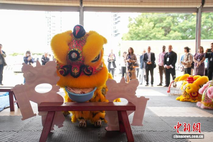 广西柳州“小狮子”出圈东盟：少年舞“活”非遗