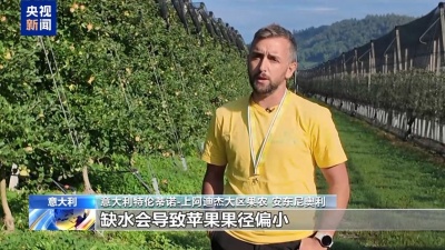 高温影响苹果采收 意大利农业面临气候挑战