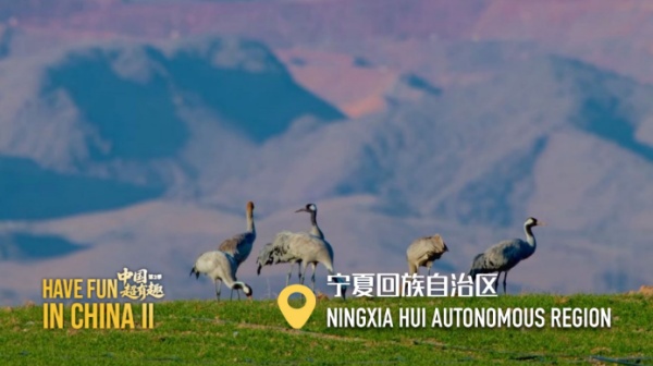 中国电视-《中国超有趣》第2季（动物篇）