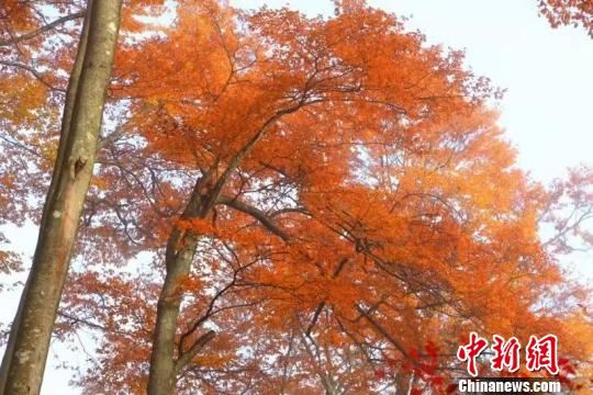 图为光雾山美景。 钟欣 摄 图为光雾山美景。 钟欣 摄