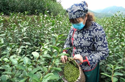 永嘉4.6万亩乌牛早开摘 8家大型茶企开具“绿色通行证”