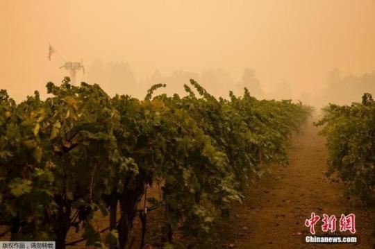 　当地时间2020年9月30日，美国加州纳帕谷，蔓延速度最快的“玻璃大火”(Glass Fire)肆虐纳帕著名的葡萄酒产区，已造成3人死亡，葡萄园区遍地废墟。