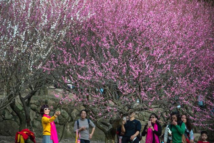 福州鼓山梅里景区梅花开放