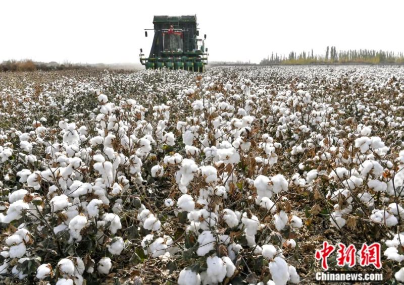2019年10月21日，新疆沙雅县古勒巴格镇，大型采棉机正在进行机械化采摘。沙雅县是国家级优质商品棉生产基地。<a target='_blank' href='http://www.chinanews.com/'>中新社</a>记者 刘新 摄