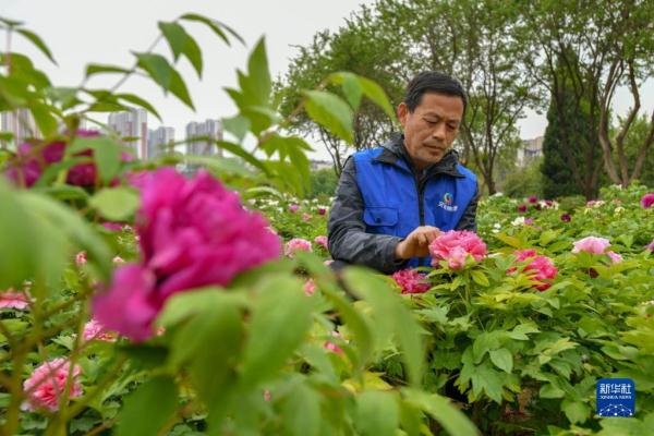 山东菏泽：美丽产业&ldquo;花&rdquo;样年华