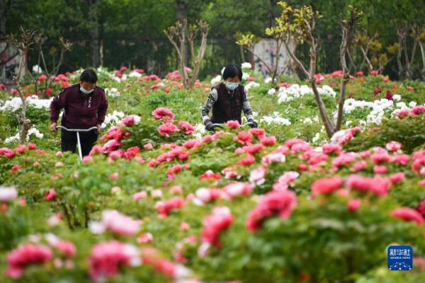 山东菏泽：美丽产业&ldquo;花&rdquo;样年华