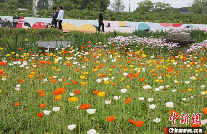 石淙村花海 吴建勋 摄 摄