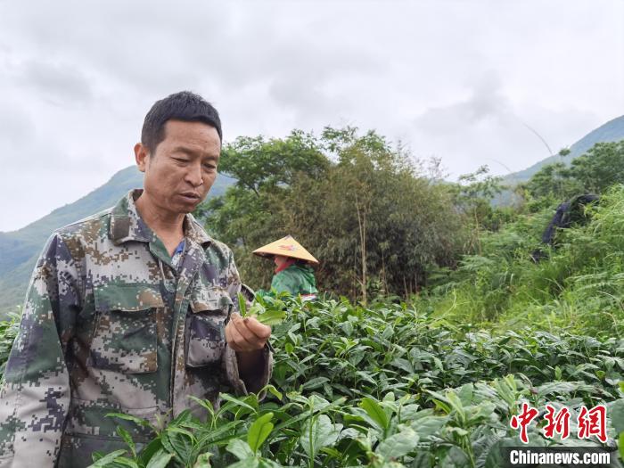 图为陈启勇展示抹茶茶青。　周燕玲 摄