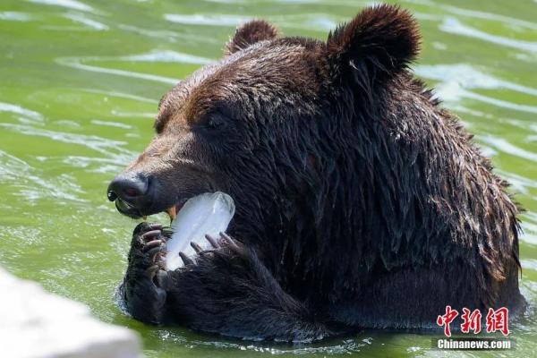 狗熊在水池内吃冰块。<a target='_blank' href='http://www.chinanews.com/'>中新社</a>记者 佟郁 摄