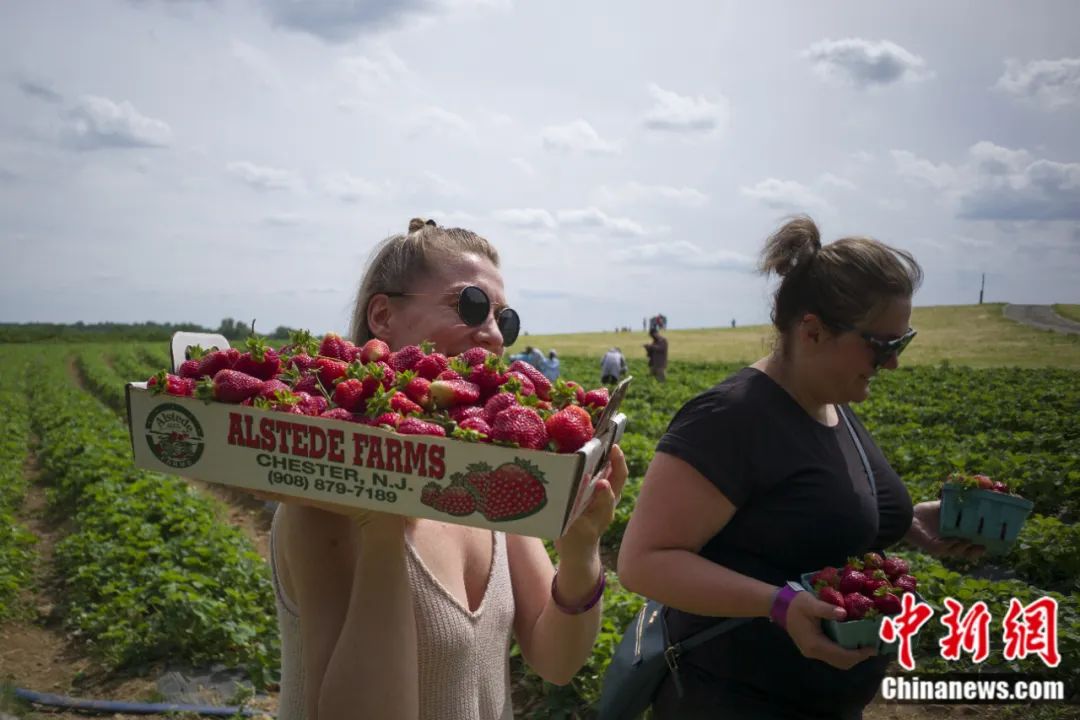 美国民众在一家农场采摘草莓。廖攀 摄
