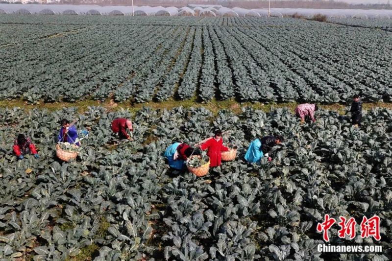2021年10月，江苏省灌云县一西兰花种植基地，村民采摘西蓝花。灌云县当年共种植西蓝花2200亩，产品收获后全部出口日本。灌晨光 摄