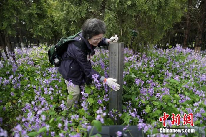 2017年，日本悼念南京大屠杀遇难者植树访华团来到南京，在和平公园内修剪他们所植下的树木，以此来表达他们祈愿和平的心声。泱波 摄