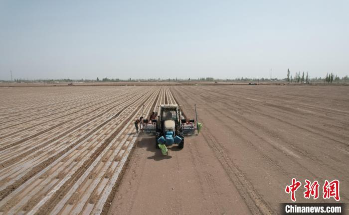 航拍新疆喀什地区巴楚县的高标准农田里棉农正在播种。　杨韬 摄