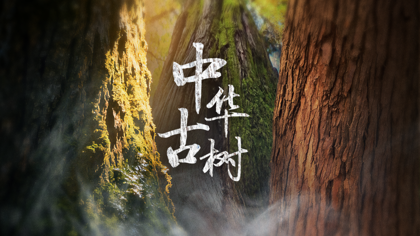 中国电视-《中华古树》
