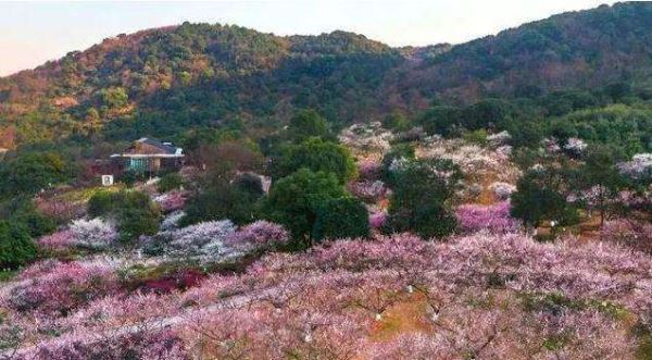 2019第十一届超山梅花节开幕